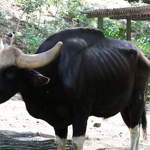 Skinny Looking Gaur