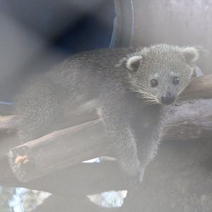 Binturong Cub