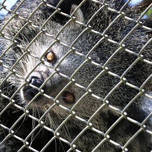 Curious Binturong