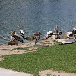Painted Storks and Spot-billed Pelicans