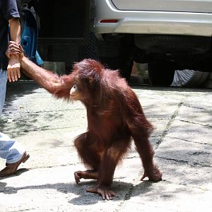 Orangutan Going for a Walk
