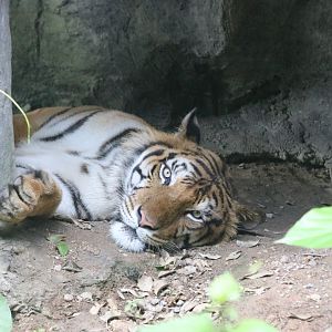 Indochinese Tiger