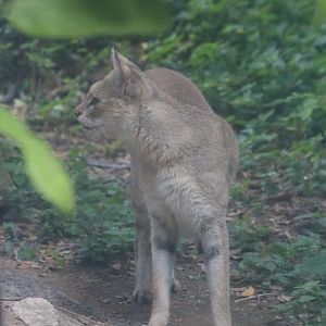 Jungle Cat subspecies fulvidina