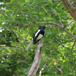 (wild) Oriental Magpie-robin