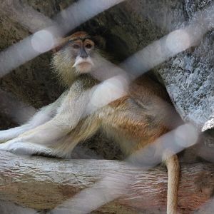 Patas Monkey