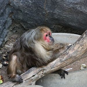 Stump-tailed Macaque