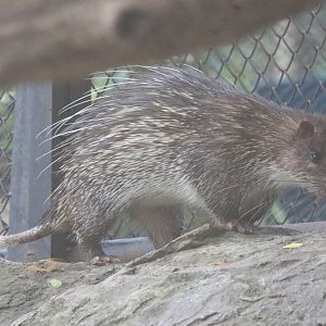 Asiatic Brush-tailed Porcupine