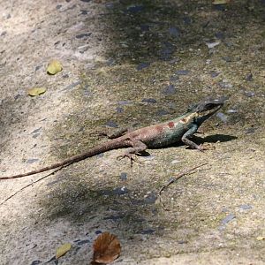(wild) Moustached Crested Lizard