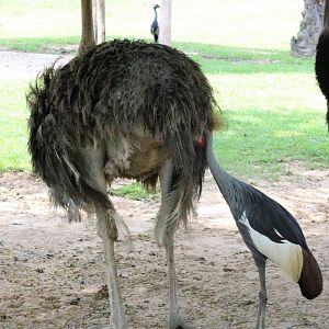 Grey Crowned-crane Pecking at Ostrich