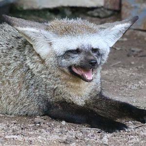 Bat-eared Fox Panting in the Hot Sun