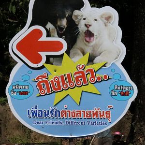 Asiatic Black Bear and Lion Sign