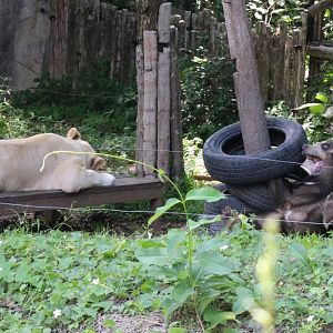 Asiatic Black Bear and Lion