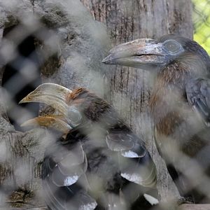 Tickell's Brown Hornbills