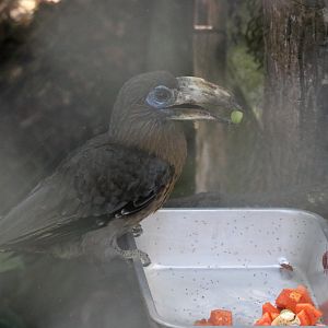 Tickell's Brown Hornbill