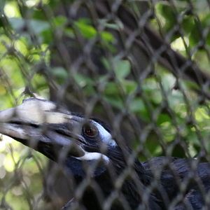 Bushy-crested Hornbill