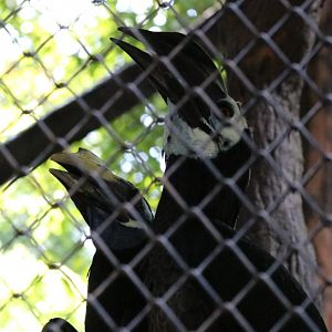 Bushy-crested Hornbill