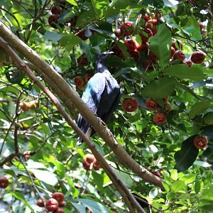 Nicobar Pigeon in Syzygium Tree