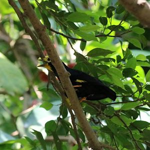 Golden-crested Myna