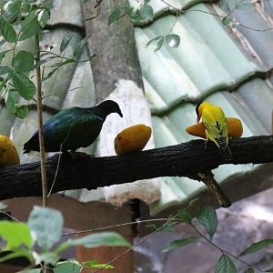 Nicobar Pigeon and Black-naped Oriole Eating Papaya