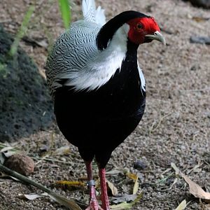 Crawfurd's Kalij Pheasant