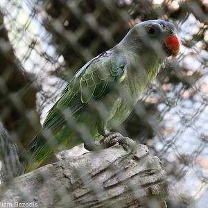 Blue-rumped Parrot