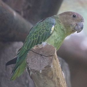 Blue-rumped Parrot