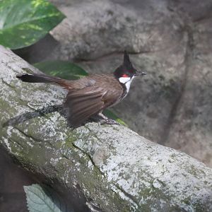 Red-whiskered Bulbul