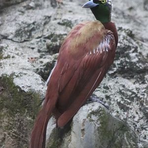Lesser Bird-of-paradise