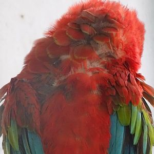 La Vallée des Oiseaux - 25/07/2016