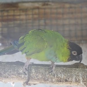 La Vallée des Oiseaux - 25/07/2016