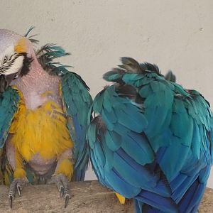 La Vallée des Oiseaux - 25/07/2016