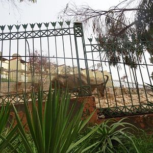 La Vallée des Oiseaux - 25/07/2016