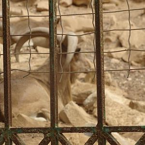 La Vallée des Oiseaux - 25/07/2016