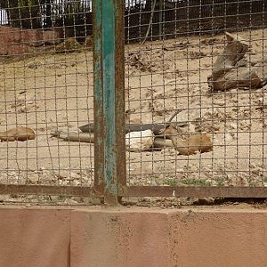 La Vallée des Oiseaux - 25/07/2016