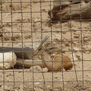 La Vallée des Oiseaux - 25/07/2016