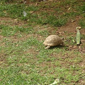 La Vallée des Oiseaux - 25/07/2016