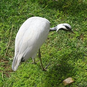 La Vallée des Oiseaux - 25/07/2016
