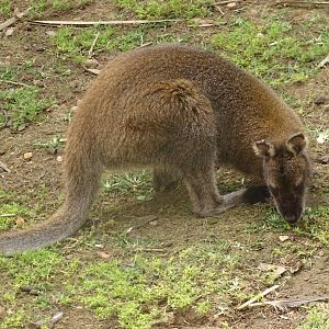 La Vallée des Oiseaux - 25/07/2016