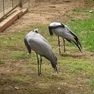 La Vallée des Oiseaux - 25/07/2016