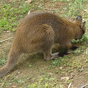 La Vallée des Oiseaux - 25/07/2016