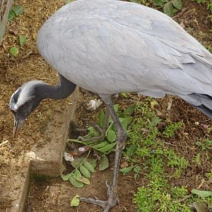 La Vallée des Oiseaux - 25/07/2016