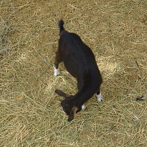 La Vallée des Oiseaux - 25/07/2016