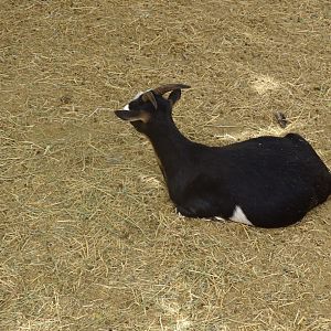 La Vallée des Oiseaux - 25/07/2016