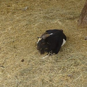 La Vallée des Oiseaux - 25/07/2016