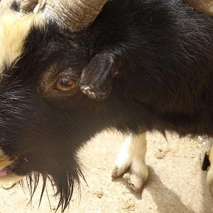 La Vallée des Oiseaux - 25/07/2016