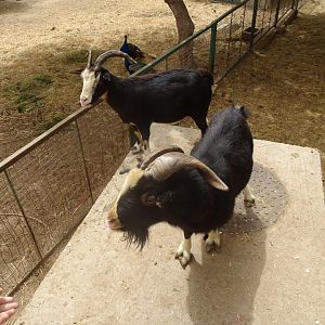 La Vallée des Oiseaux - 25/07/2016