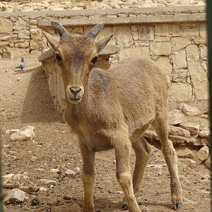 La Vallée des Oiseaux - 25/07/2016