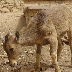 La Vallée des Oiseaux - 25/07/2016