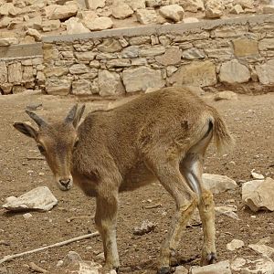 La Vallée des Oiseaux - 25/07/2016