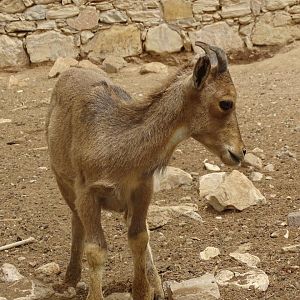 La Vallée des Oiseaux - 25/07/2016